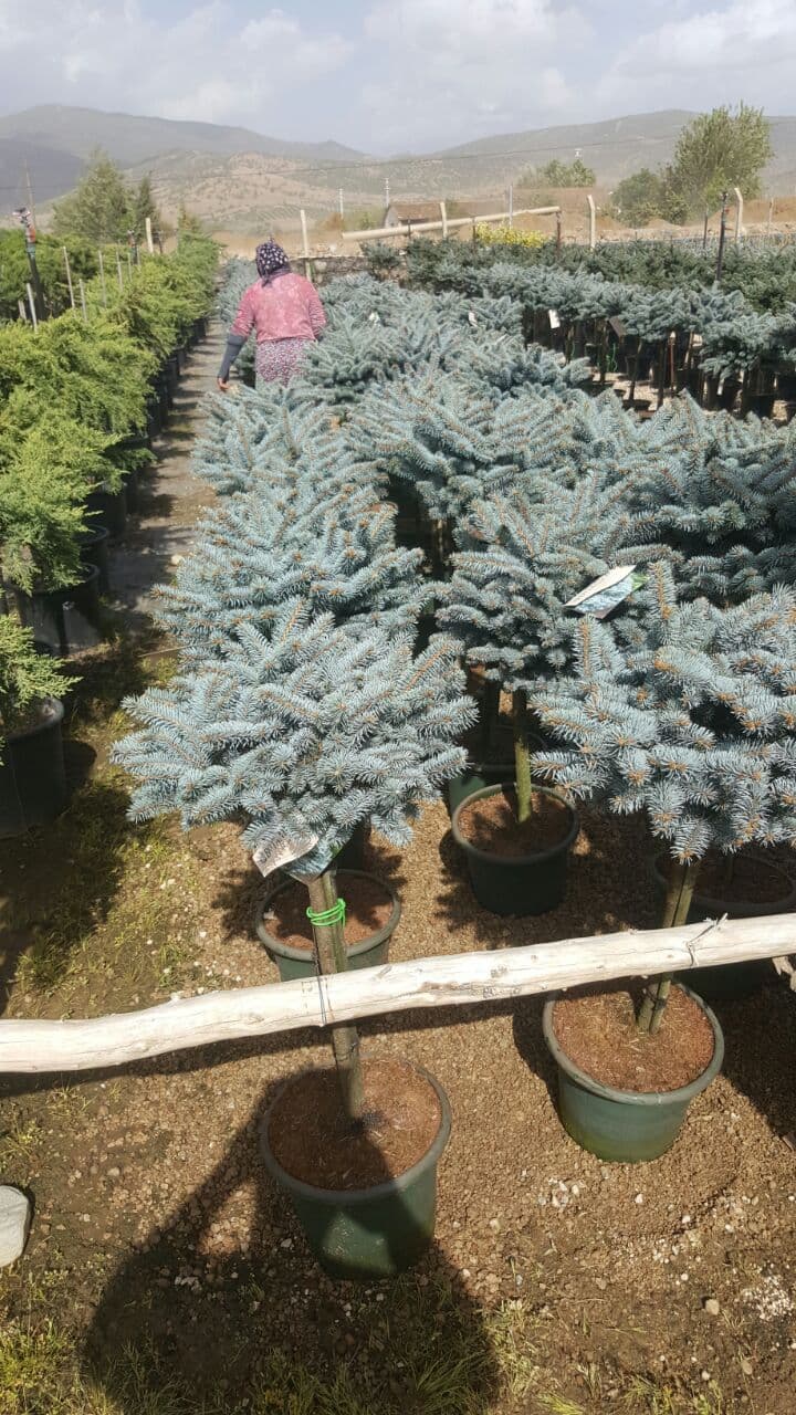 BASTON  MAVİ LADİN