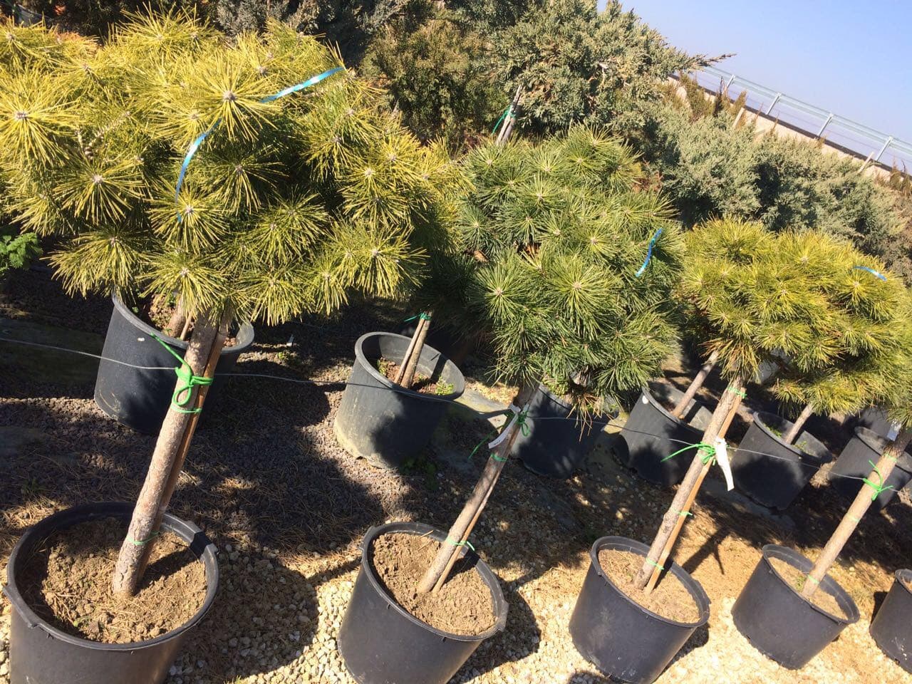 PİNUS NİGRA NİGRA