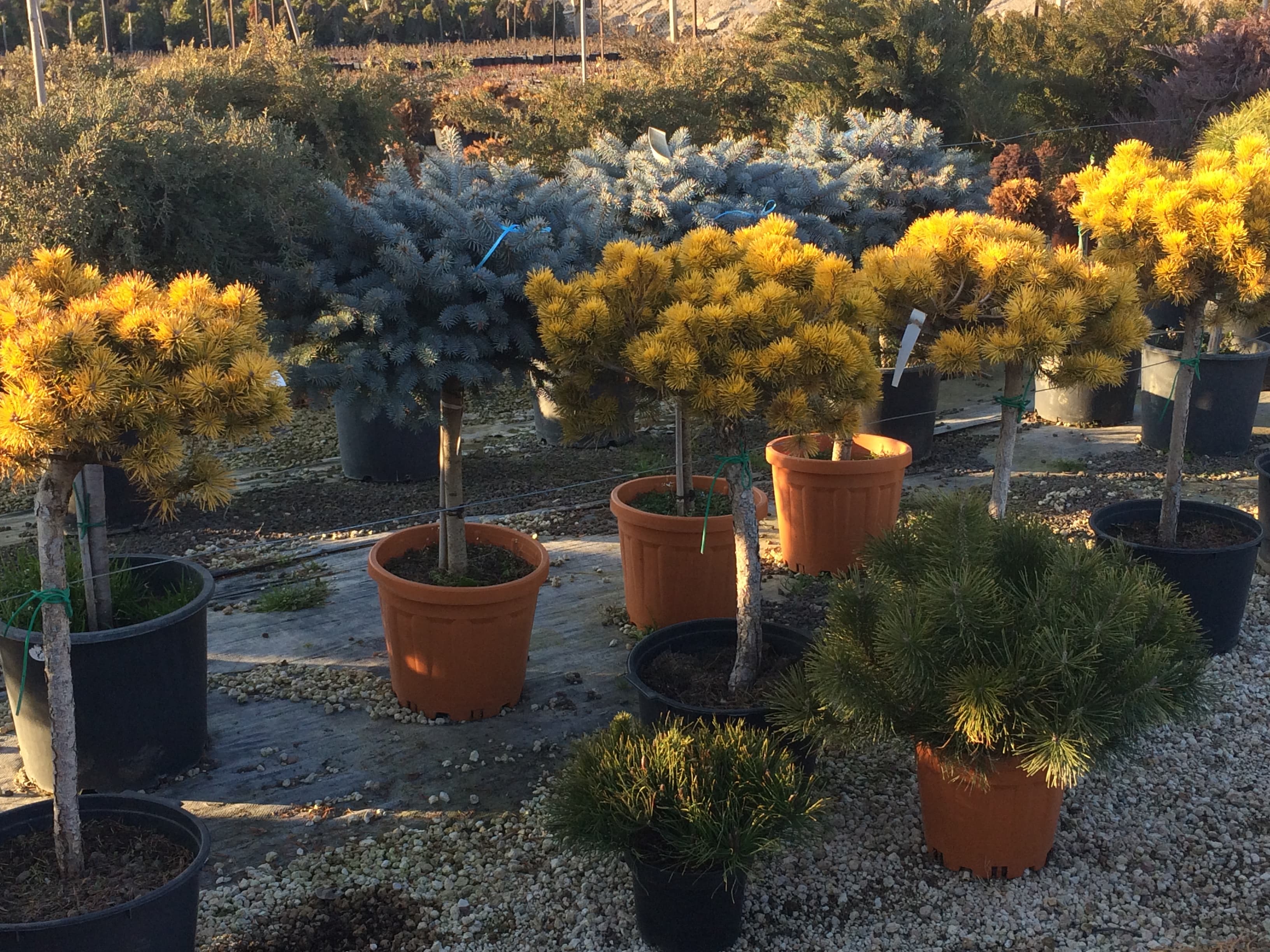 PİNUS WİNTER GOLD BASTON