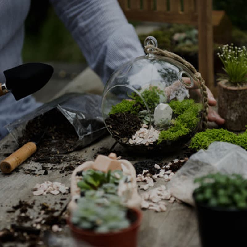 Terrarium