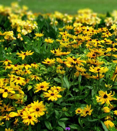 Şahinler Fidancılık Peyzaj