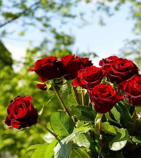 Gül ve Mevsimlik Çiçekler