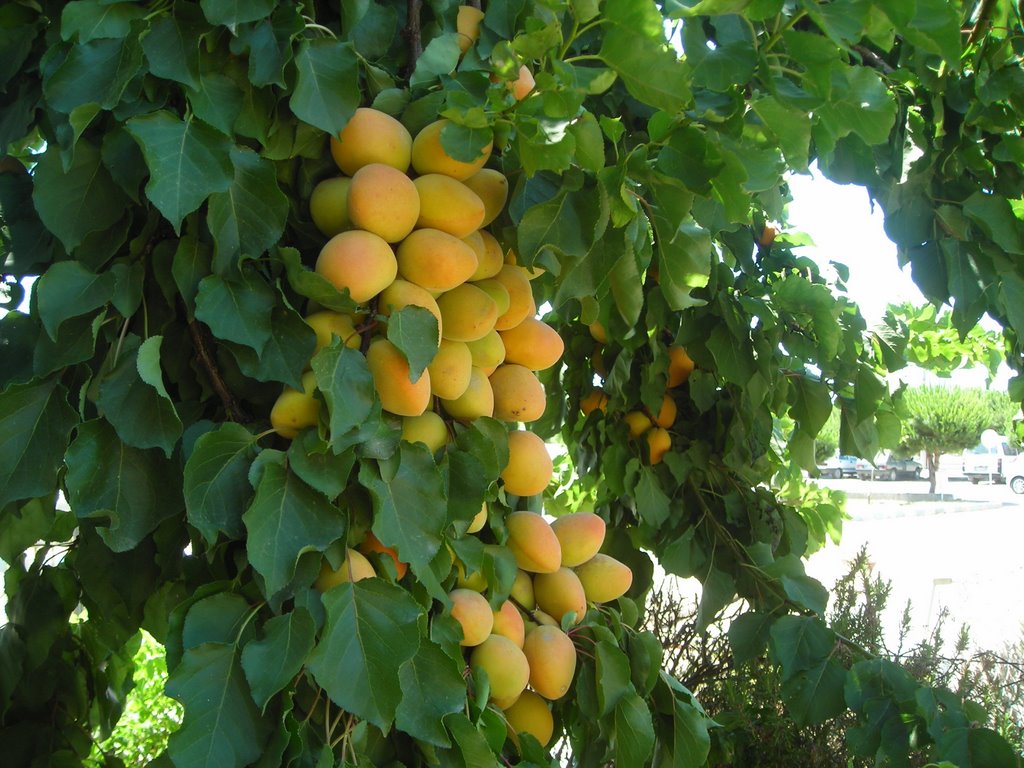 KAYISI
