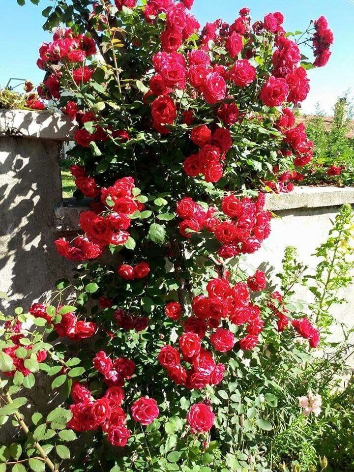 SARMAŞIK GÜL