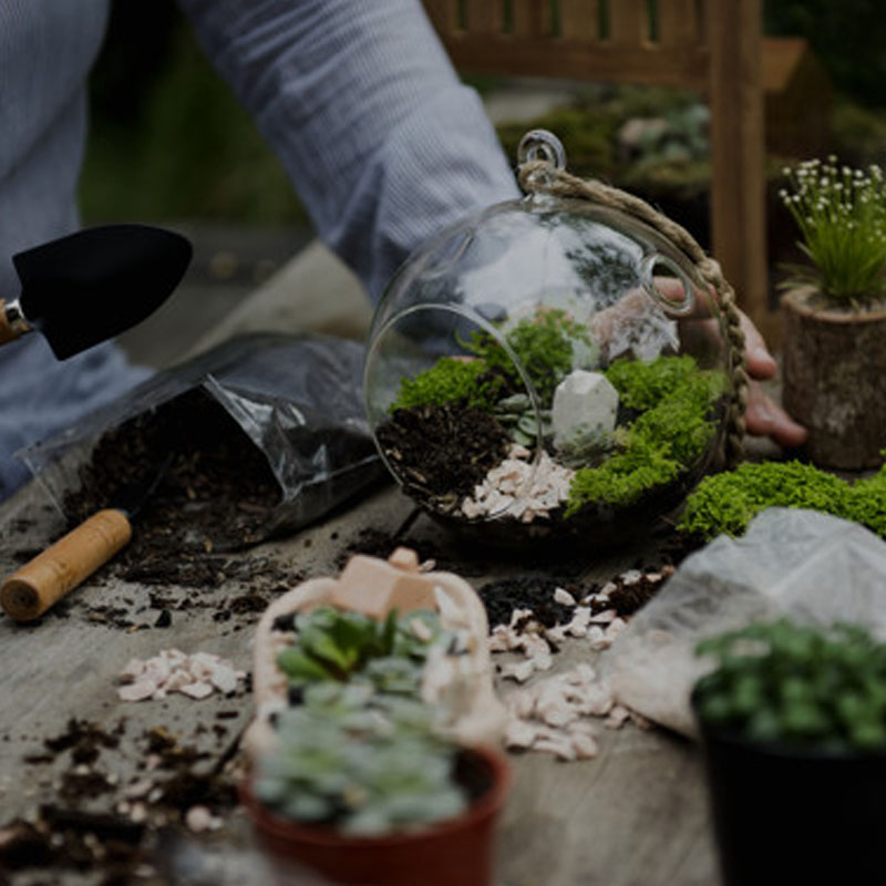 Terrarium